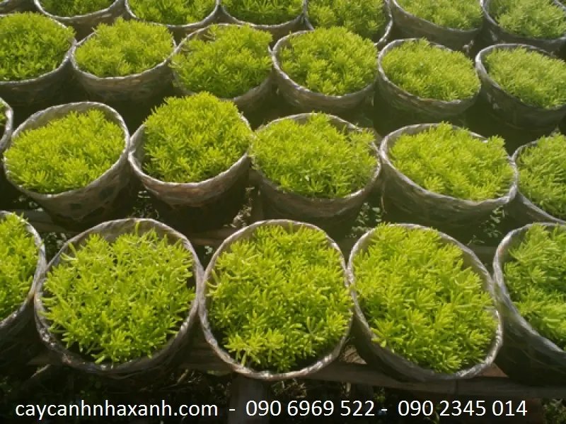 Mười giờ Úc
