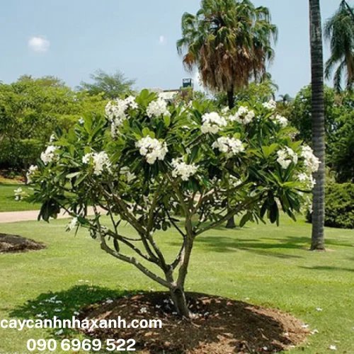 Cây Sứ Trắng