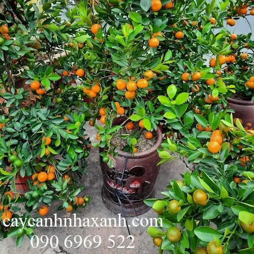 Cây Tắc (Cây Quất)
