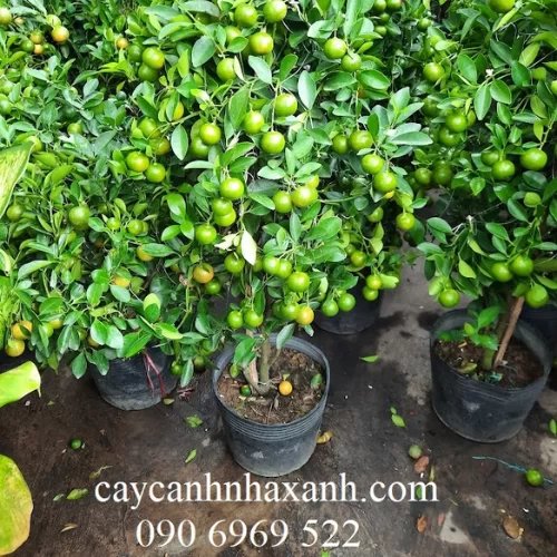 Cây Tắc (Quất) nhỏ