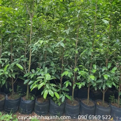 Cây Viết
