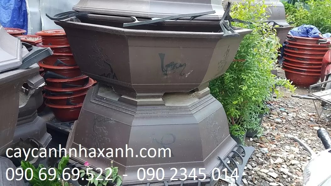 Chậu Bát giác 100 x 50
