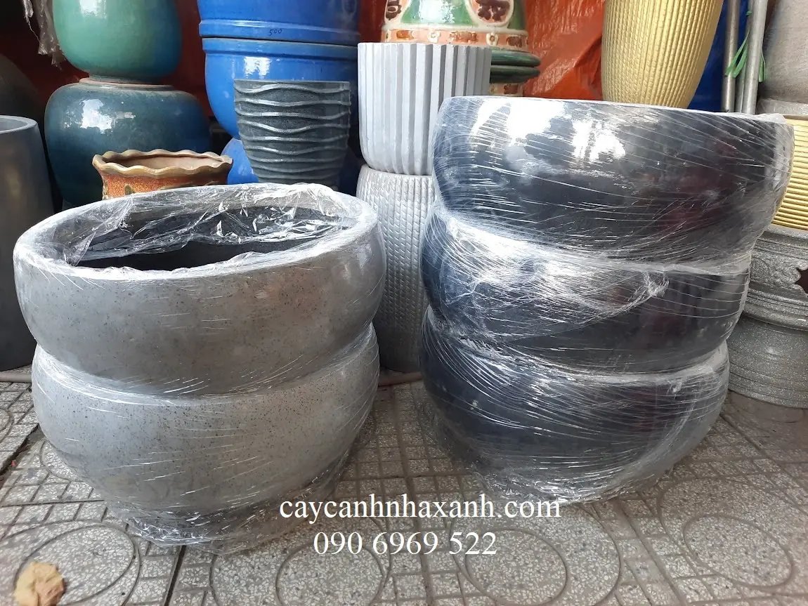 Chậu Gáo Dừa 65 x 30