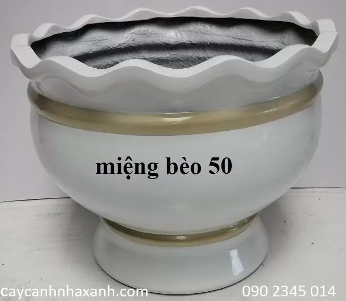 Chậu Ly Bèo 50 x 40