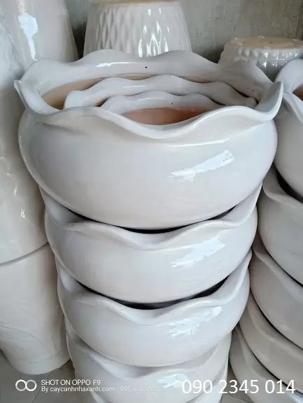 Chậu Sứ miệng Bèo 50 x 30