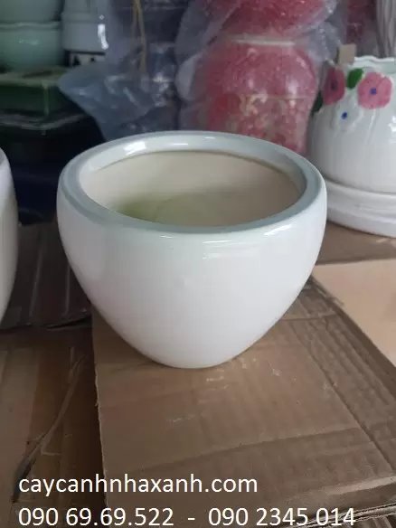 Chậu sứ trứng 15 x 12