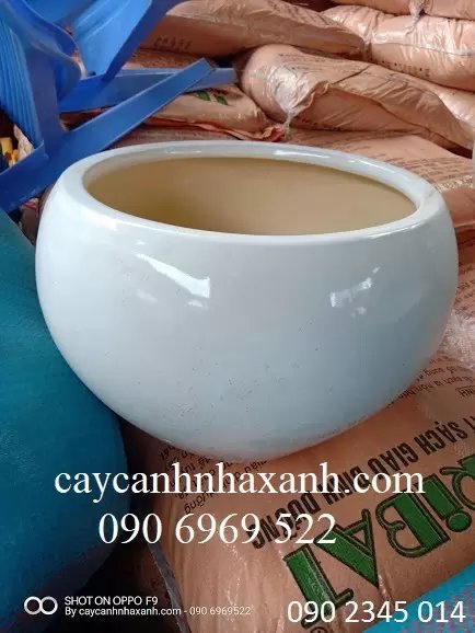 Chậu Sứ Trứng 40 x 30