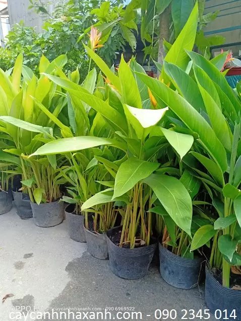 Chuối Mỏ Két