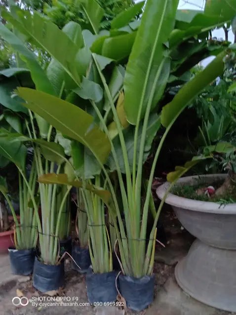 Chuối Rẻ Quạt