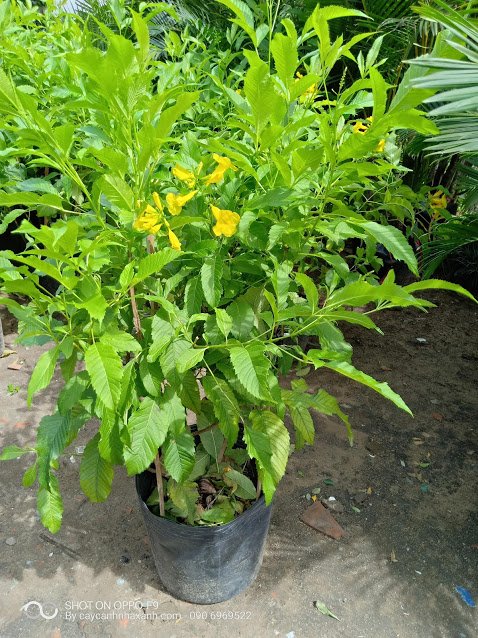 Chuông Vàng (Hoàng Yến)