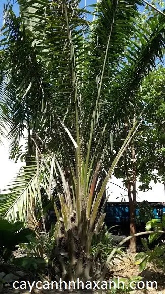 Cọ Dầu
