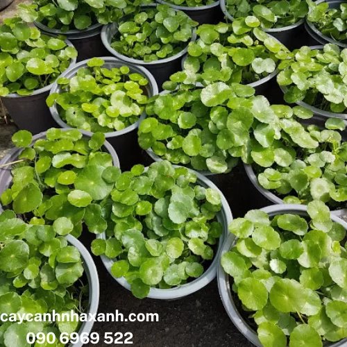 Cỏ Đồng Tiền