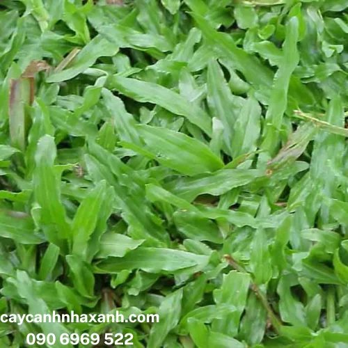 Cỏ Lá Gừng