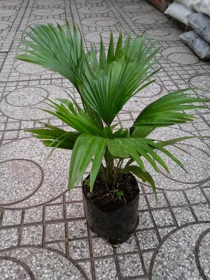 Cọ Nhật