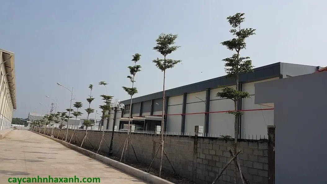 CT Cty Việt Dũng