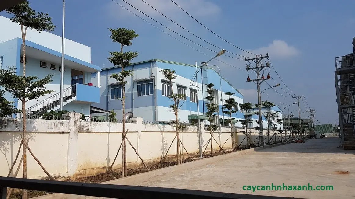 CT Cty Việt Dũng