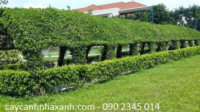 CT Nhà Vòm Cây Sanh