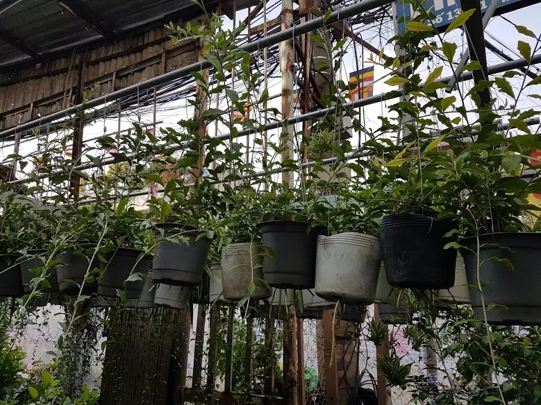 Cúc Tần