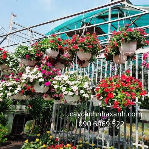 Dạ Yến Thảo