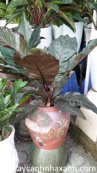 Đại Đế