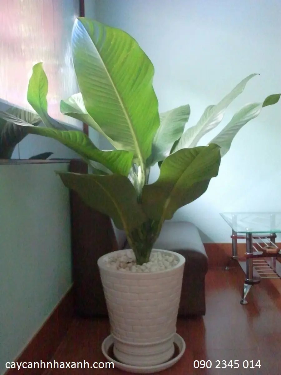 Đại Phú
