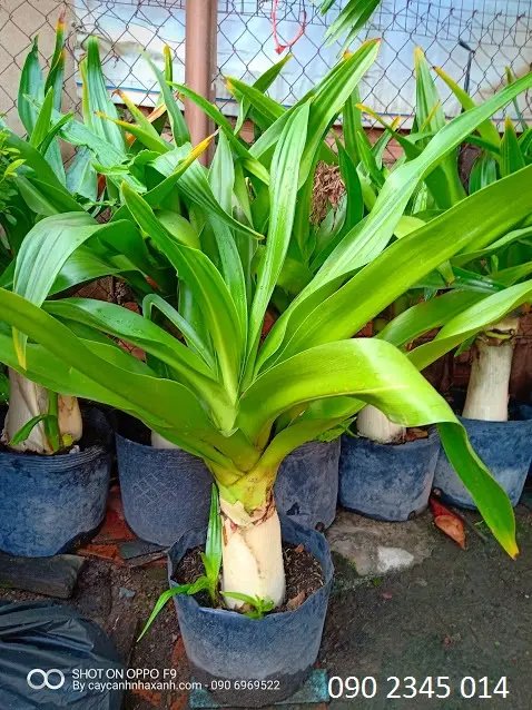Đại Tướng Quân