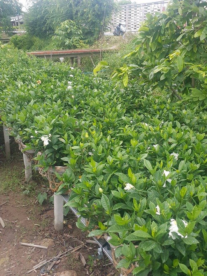 Dành Dành