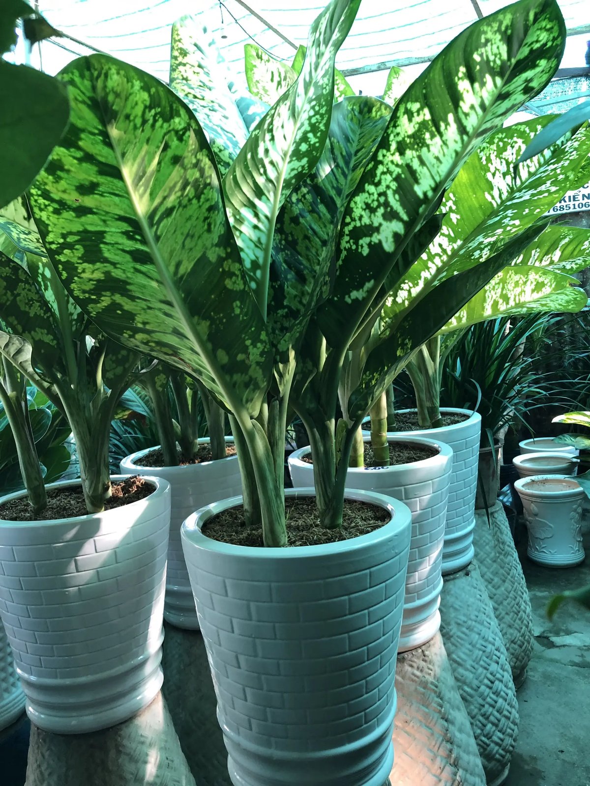 Danh Dự