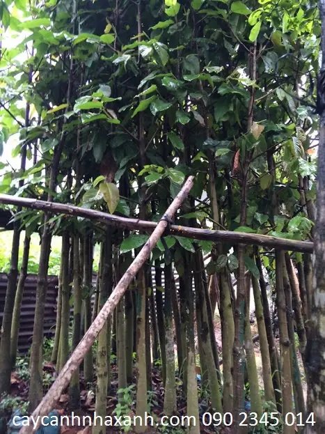 Dầu Rái