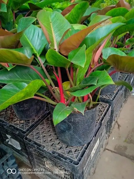 Đế Vương Đỏ