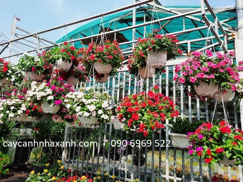 Dừa Cạn
