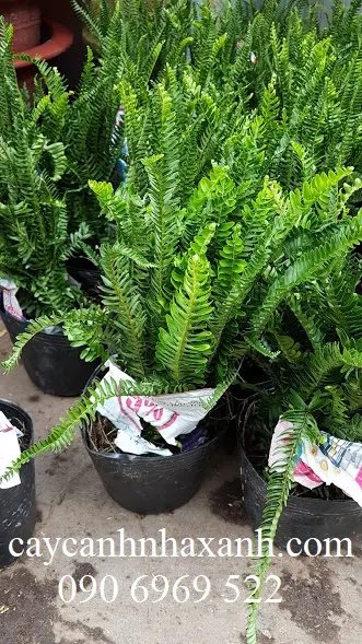 Dương Xỉ