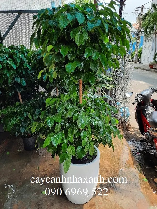 Hạnh Phúc 2 tầng 1,6m
