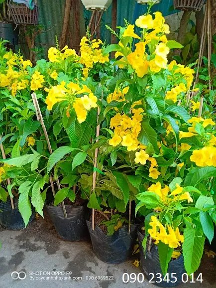 Hoàng Yến (Chuông vàng)