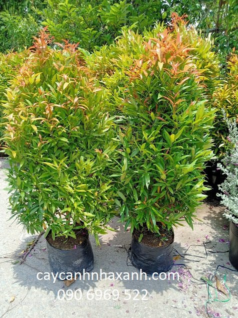 Hồng Lộc