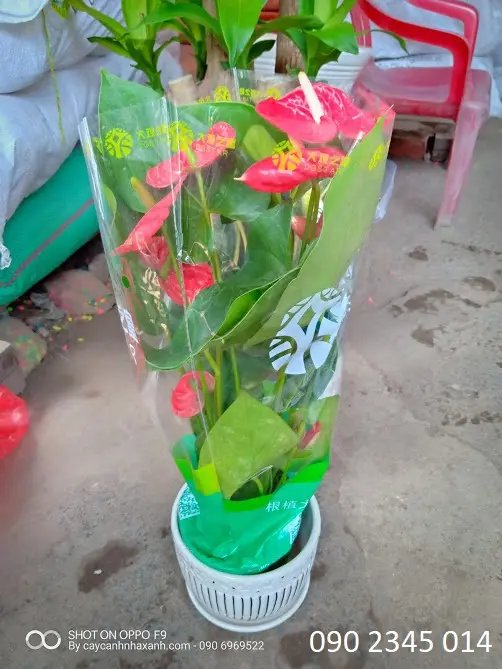 Hồng Môn
