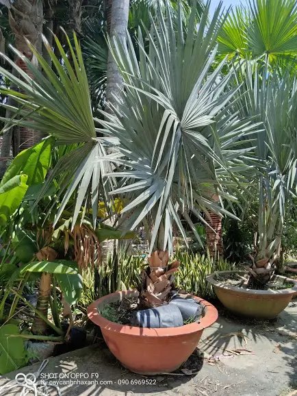 Kè Bạc