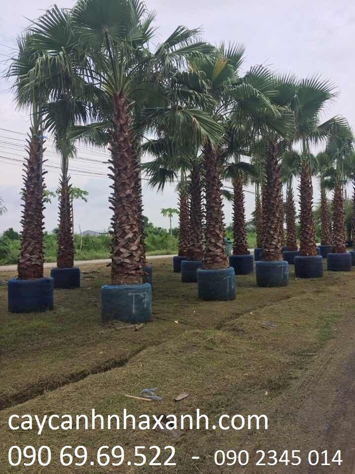 Kè Mỹ