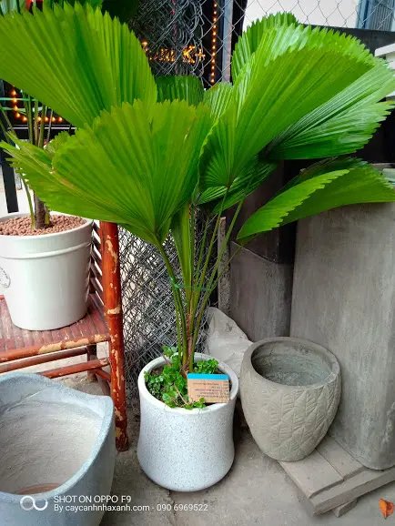 Kè Nhật