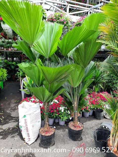 Kè Nhật 1,5m