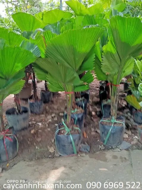 Kè Nhật 1m