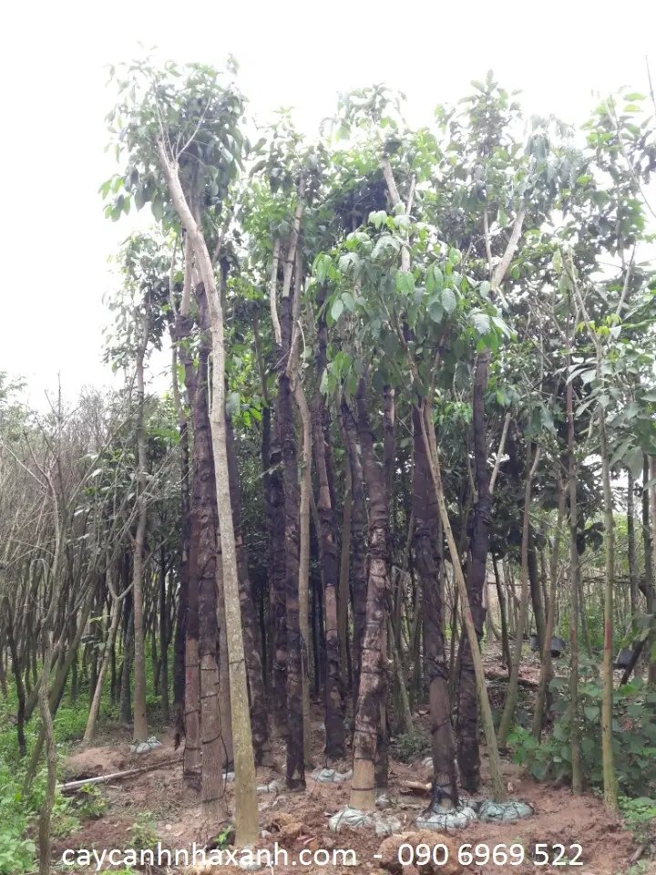 Kèn Hồng