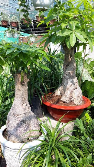 Kim Ngân Gốc Lớn
