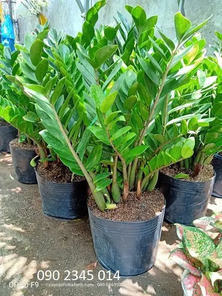 Kim Tiền Lớn