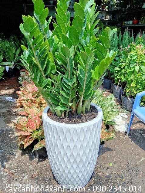 Kim Tiền Lớn (Kim Phát Tài)