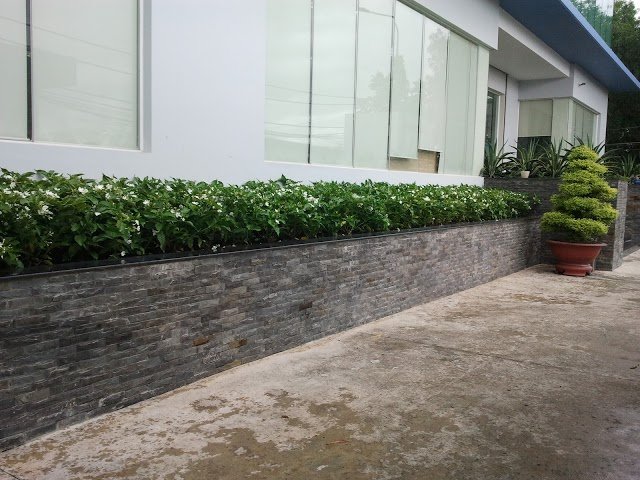 Lài Tây
