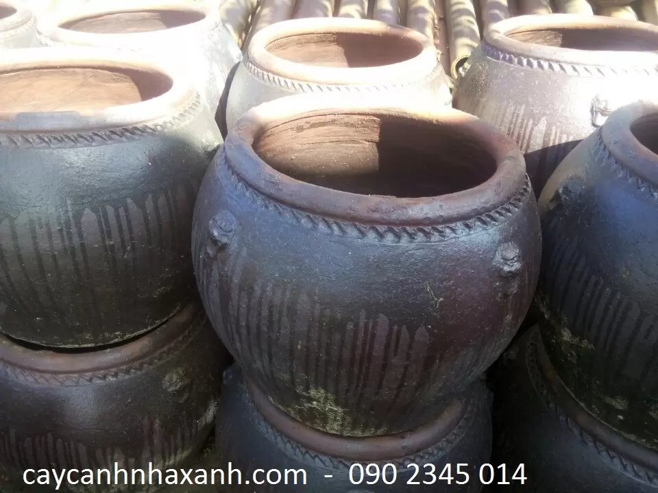 Lu sành tư 48 x 60 x 50
