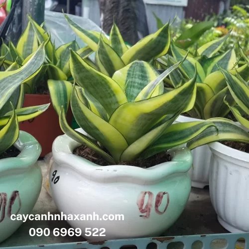 Lưỡi Hổ Thái nhỏ