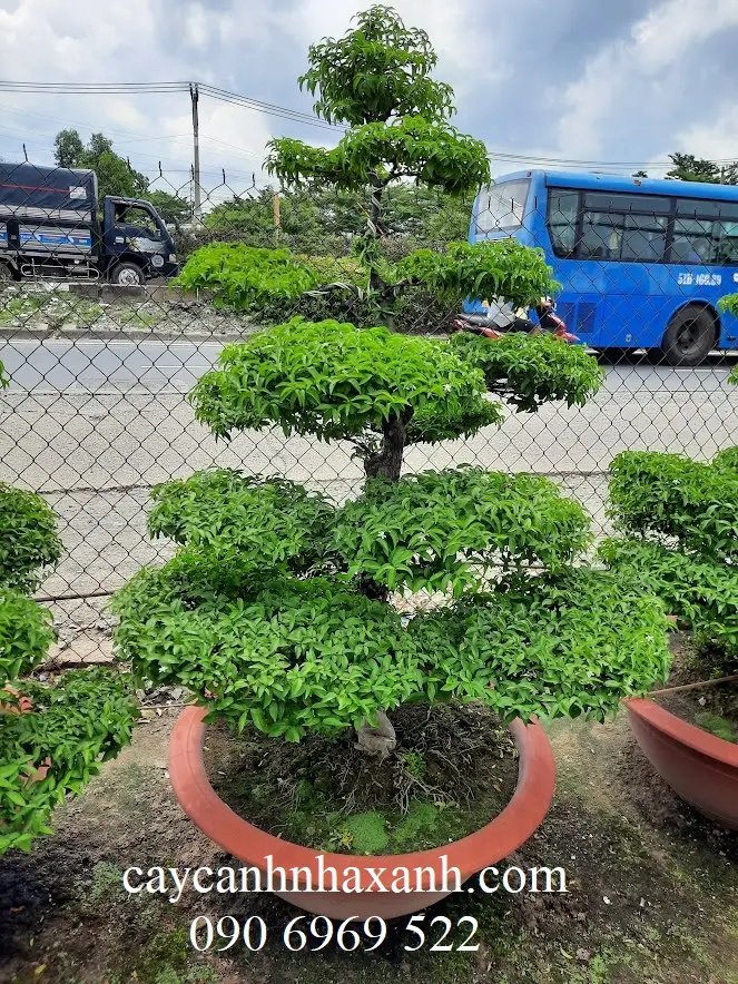 Mai Chiếu Thủy