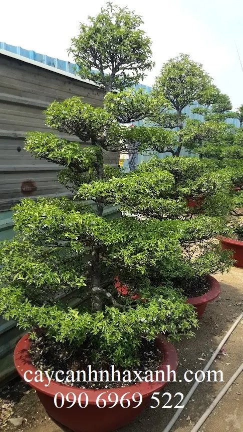 Mai Chiếu Thủy 2m